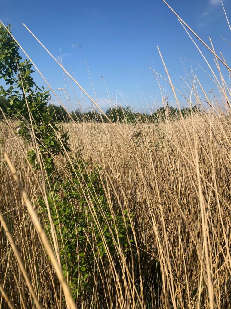 in het hoge gras